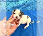 Image preview for Ad Listing. Nickname: Rhett male