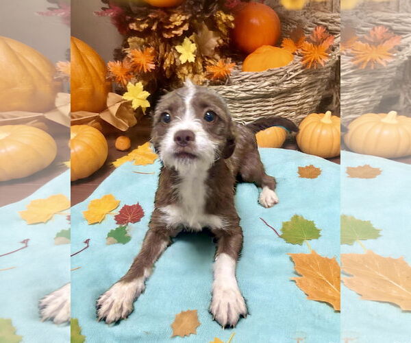 Medium Photo #2 Pekingese-Unknown Mix Puppy For Sale in Westwood, NJ, USA