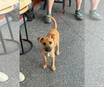 Small #1 Labrador Retriever Mix