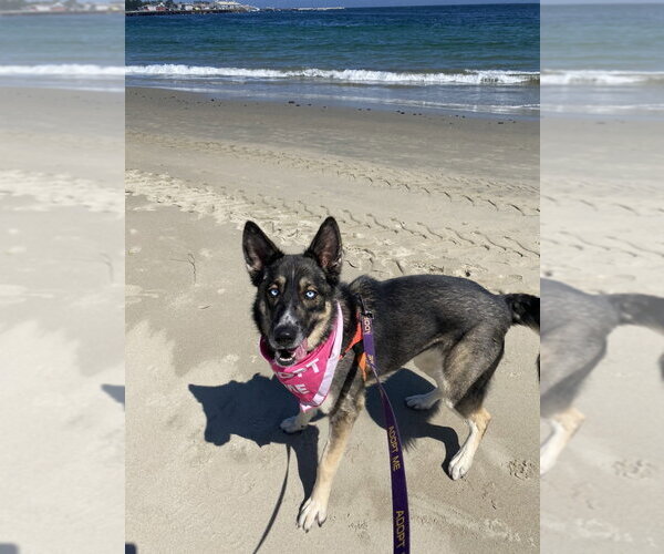Medium Photo #8 German Shepherd Dog Puppy For Sale in Salinas, CA, USA