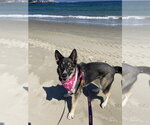 Small #7 German Shepherd Dog