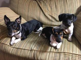 Jack Russell Terrier Puppy for sale in LITCHFIELD, CT, USA