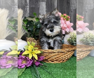 Schnauzer (Miniature) Puppy for sale in CANOGA, NY, USA