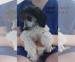 Small #1 Poodle (Standard)