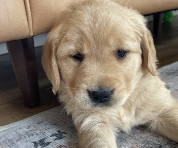 Full screen Photo #2 Golden Retriever Puppy For Sale in ANTWERP, NY, USA