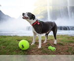 Small #1 Labrador Retriever Mix