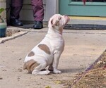 Small #5 Olde English Bulldogge