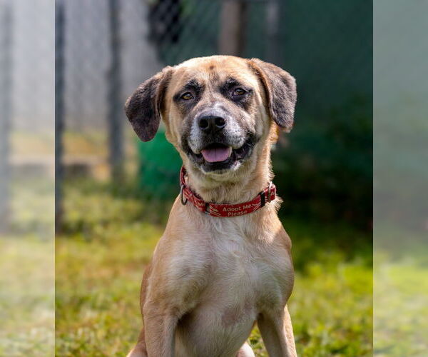 Medium Photo #2 Great Pyrenees-Unknown Mix Puppy For Sale in Evansville, IN, USA