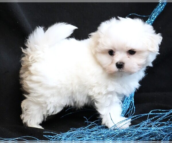 Medium Photo #5 Maltese Puppy For Sale in ROCK VALLEY, IA, USA