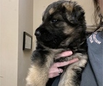 Small Photo #3 German Shepherd Dog Puppy For Sale in KINGSPORT, TN, USA