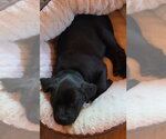 Small #2 Dachshund Mix