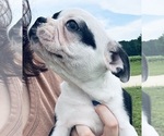 Small Photo #10 Boston Terrier Puppy For Sale in PIKEVILLE, NC, USA