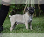 Small #4 Pug