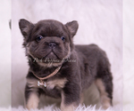 Small #4 French Bulldog