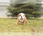 Small Photo #3 Bulldog Puppy For Sale in WARSAW, IN, USA
