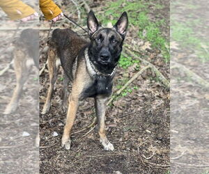 Mateo - Male Mutt Dog for Adoption - Photo #5