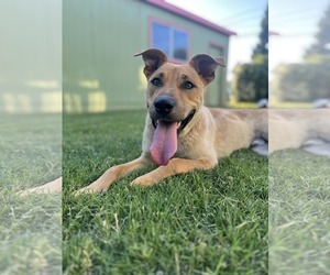 Mutt Dogs for adoption in Yuba City, CA, USA