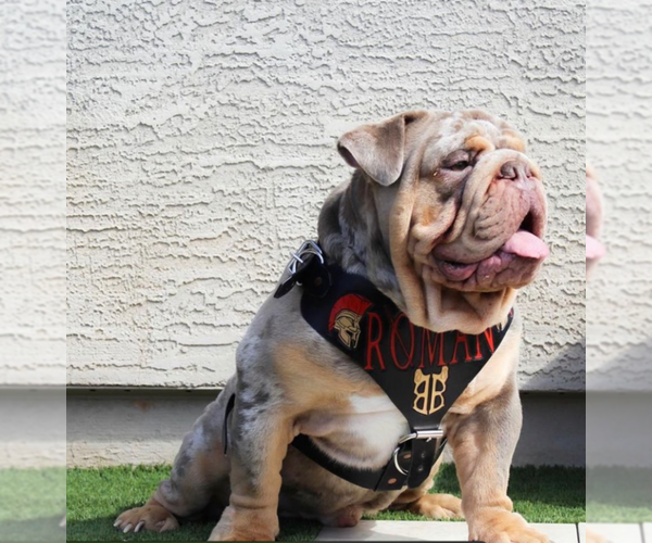 Medium Photo #1 Bulldog Puppy For Sale in APACHE JUNCTION, AZ, USA