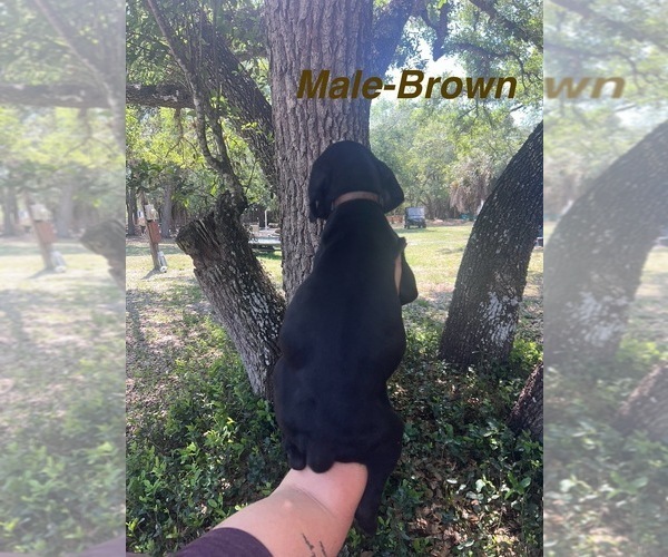 Medium Photo #9 Great Dane Puppy For Sale in FORT DENAUD, FL, USA