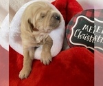 Small Photo #28 Golden Retriever Puppy For Sale in RICHMOND, TX, USA
