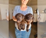 Small Photo #4 Labrador Retriever Puppy For Sale in WAGENER, SC, USA