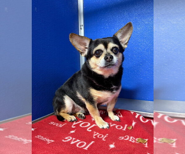 Medium Photo #2 Chihuahua-Unknown Mix Puppy For Sale in Pierceton , IN, USA