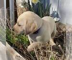 Small #3 Labrador Retriever