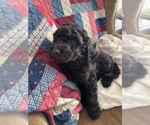 Double Doodle Puppy for sale in SATSUMA, FL, USA