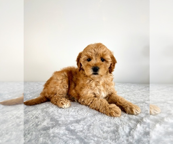 Medium Photo #2 Goldendoodle (Miniature) Puppy For Sale in GREENFIELD, IN, USA