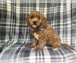 Small #8 Cavapoo