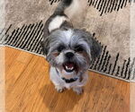Small #1 Shih Tzu