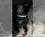 Puppy Lt Green Collar German Shepherd Dog