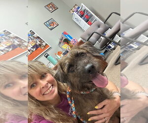 Ahsoka - Call for appt - Female Mutt Dog for Adoption - Photo #3