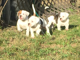 American Bulldog Puppy for sale in BROOKSVILLE, FL, USA