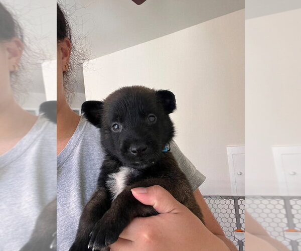 Medium Photo #2 Mutt Puppy For Sale in Lake Forest, CA, USA