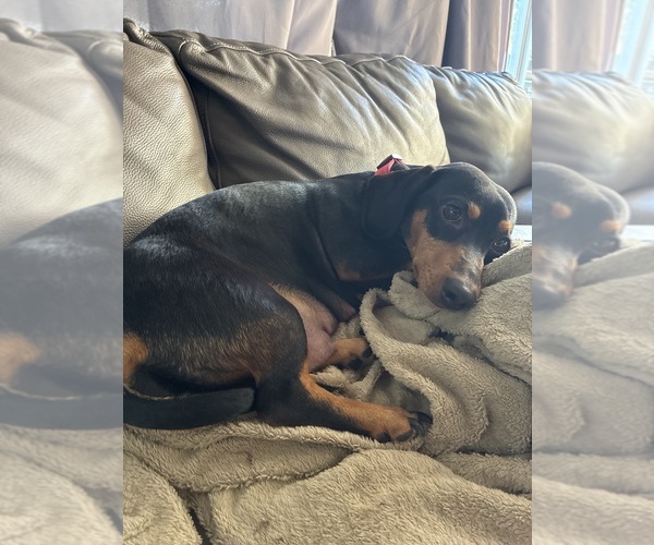 Medium Photo #1 Dachshund Puppy For Sale in SEFFNER, FL, USA