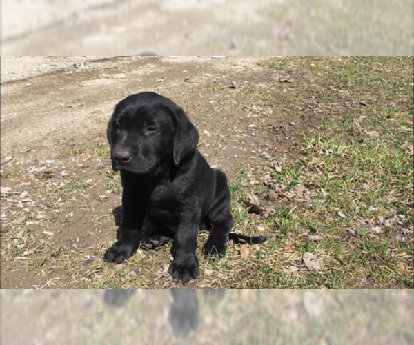Medium Photo #12 Labrador Retriever Puppy For Sale in NORTON SHORES, MI, USA