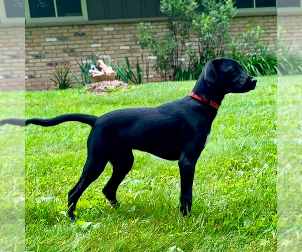 Medium Photo #4 Labrador Retriever-Unknown Mix Puppy For Sale in Genesee, WI, USA