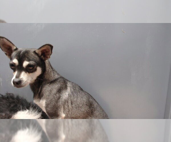 Medium Photo #1 Mutt Puppy For Sale in Downey, CA, USA