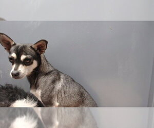 Mutt Dogs for adoption in Downey, CA, USA