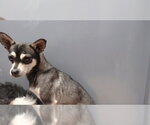 Small Mutt