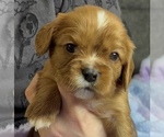 Small Photo #4 Cavalier King Charles Spaniel Puppy For Sale in FREMONT, CA, USA