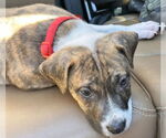 Small Photo #27 Retriever -Unknown Mix Puppy For Sale in Holly Springs, NC, USA