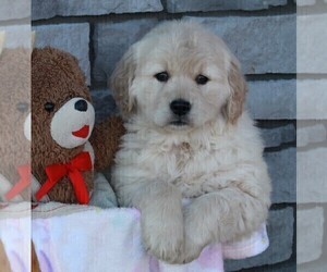 Golden Retriever Puppy for sale in FREDERICKSBURG, OH, USA