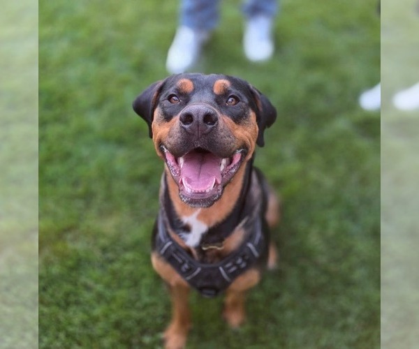 Medium Photo #4 Rottweiler Puppy For Sale in MIDWAY, UT, USA