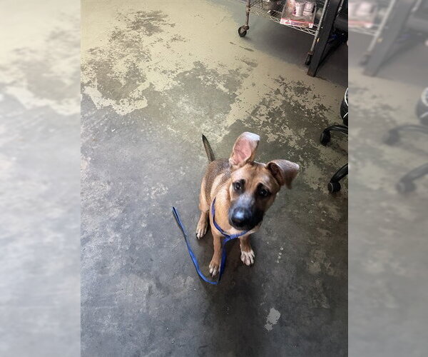 Medium Photo #1 Gerberian Shepsky Puppy For Sale in Tallahassee, FL, USA