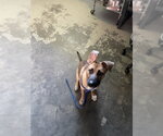 Small Gerberian Shepsky
