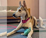 Small #1 Siberian Husky Mix