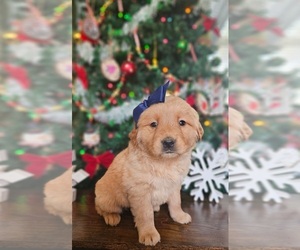Golden Retriever Puppy for sale in INDIANAPOLIS, IN, USA