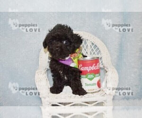 Medium Photo #3 Poodle (Toy) Puppy For Sale in SANGER, TX, USA